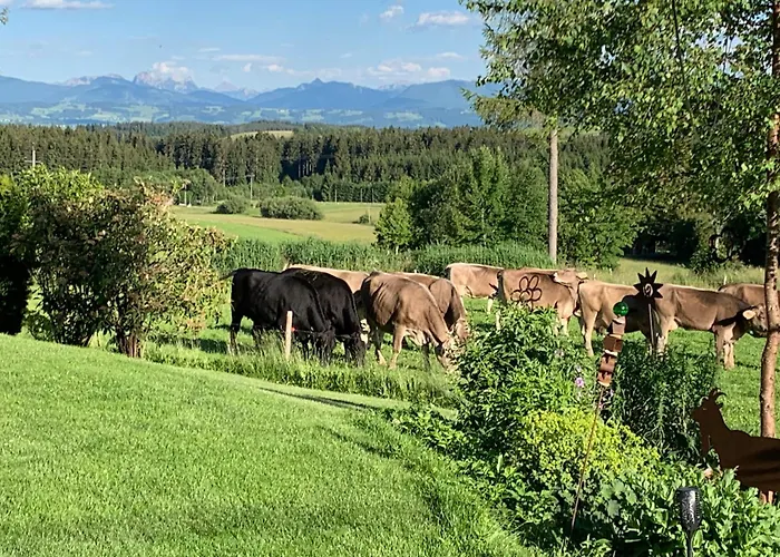 Kuh Heimat - Bergblick - Terrasse